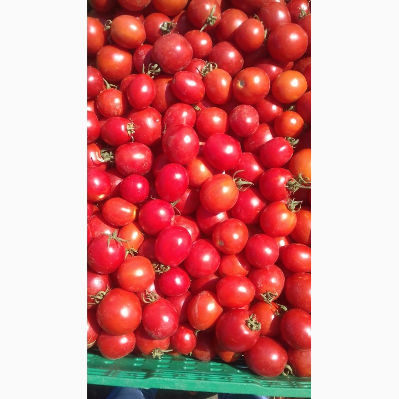 Фото 2. Продам томат (помидоры)