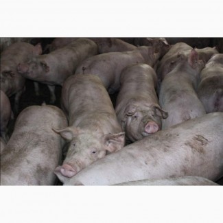 Куплю свиней живым весом по Украине (Срочно)