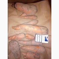 Продам моркву кормову