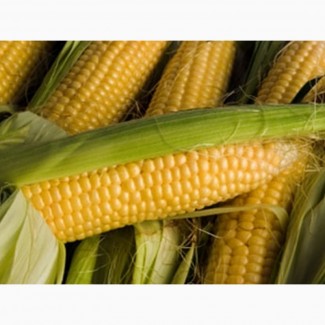 Семена кукурузы G HOST GS 115 В 34 (ДЖИ ХОСТ) ФАО 340