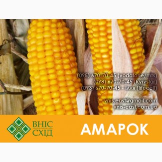 Продам кукурузу Амарок 290 (ФАО 320) скидки