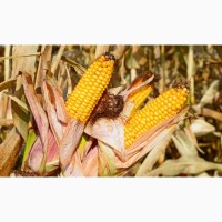 Продам високоурожайну кукурузу Гран 220 ФАО(210)