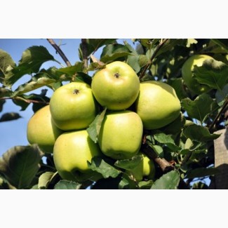 Саджанці яблунь одно-трьохрічні на ММ-106