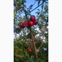Саджанці яблунь одно-трьохрічні на ММ-106