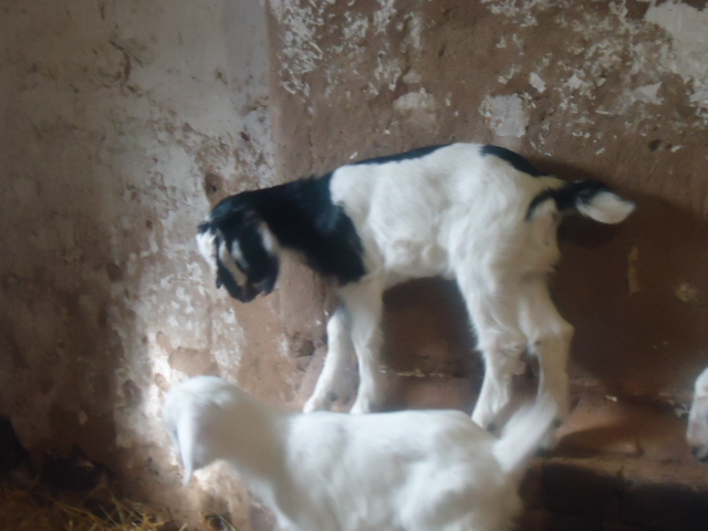 Фото 2. Продам процентный нубийских козочек от высокоудойных коз