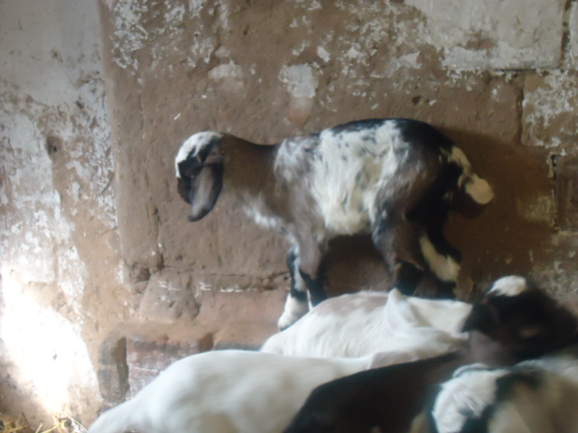 Фото 3. Продам процентный нубийских козочек от высокоудойных коз