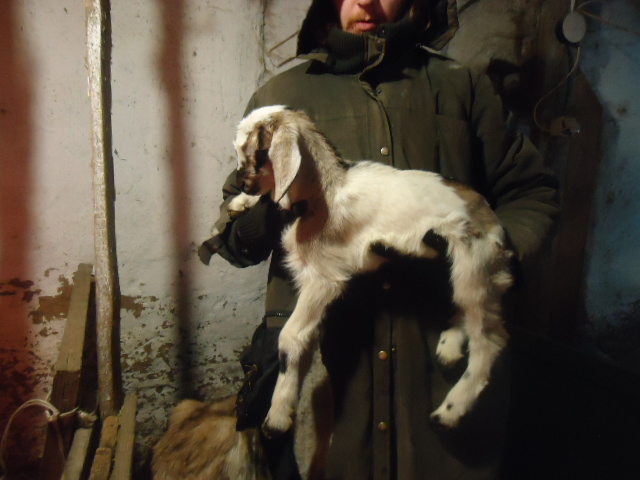 Фото 5. Продам процентный нубийских козочек от высокоудойных коз