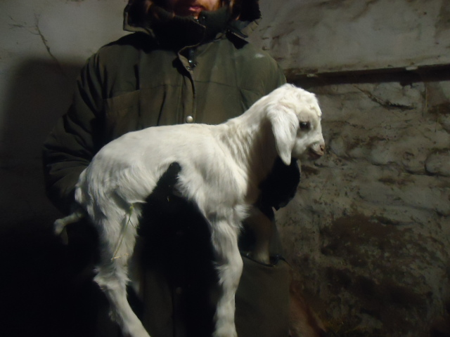 Фото 6. Продам процентный нубийских козочек от высокоудойных коз