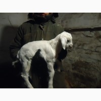 Продам процентный нубийских козочек от высокоудойных коз