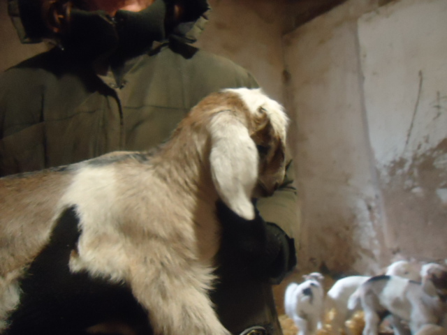 Фото 7. Продам процентный нубийских козочек от высокоудойных коз