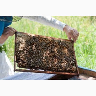 Продам відводки бджіл на 4 рамки (три рамки розплоду, одна покривна) 70 пакетів