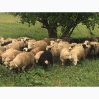 Продам баранов ягнят овец