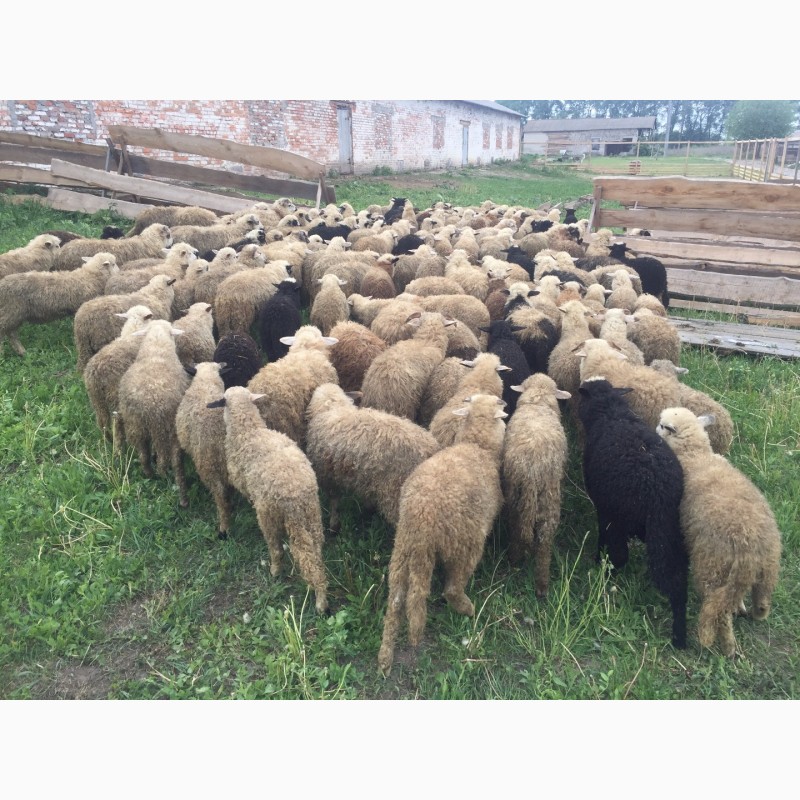 Фото 5. Продам баранов ягнят овец