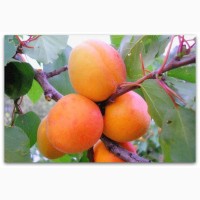 Продам свежий абрикос из сада, сорт Мелитопольский ранний (краснощекий)