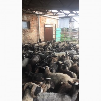 Продам овец романовской породи