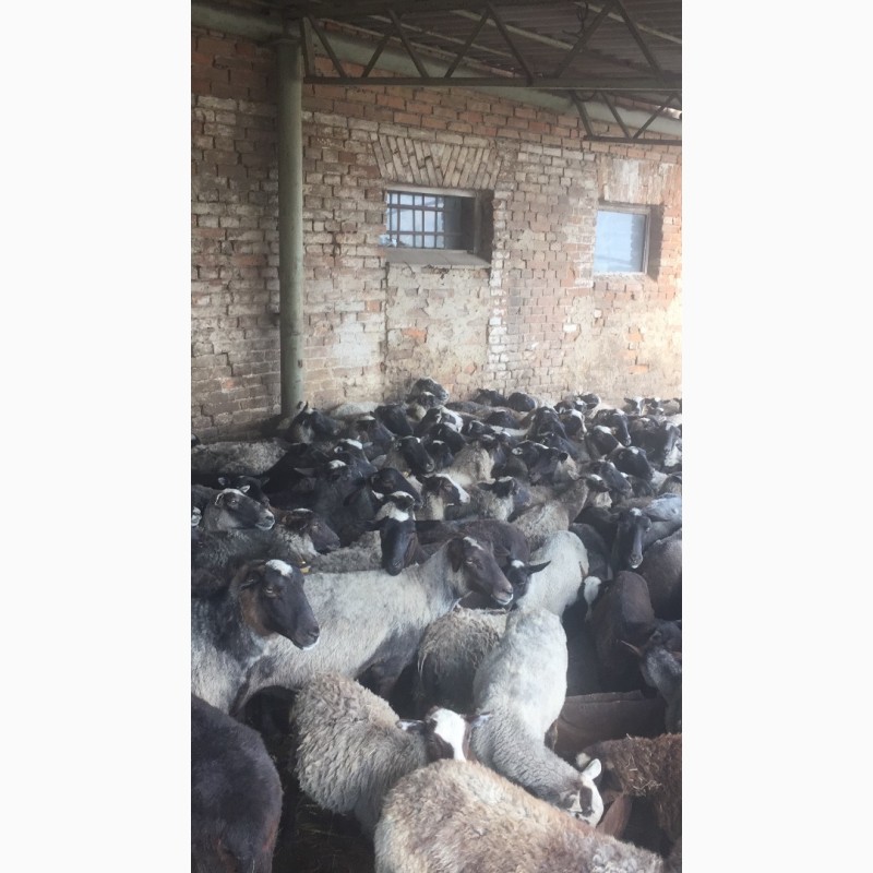 Фото 2. Продам овец романовской породи