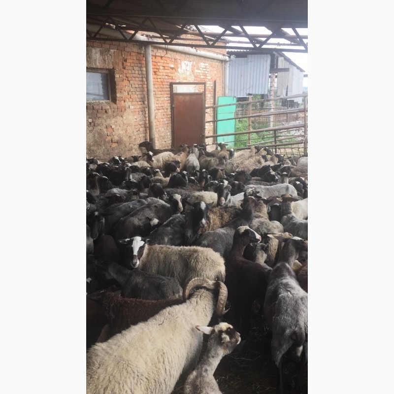 Фото 3. Продам овец романовской породи