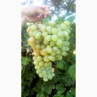 Продам достиглий виноград сортів Лора та Аркадія