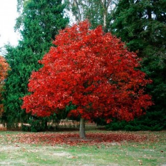 Дуб красный (Quercus rubra) из собственного питомника