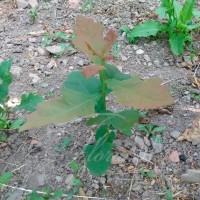 Дуб красный (Quercus rubra) из собственного питомника