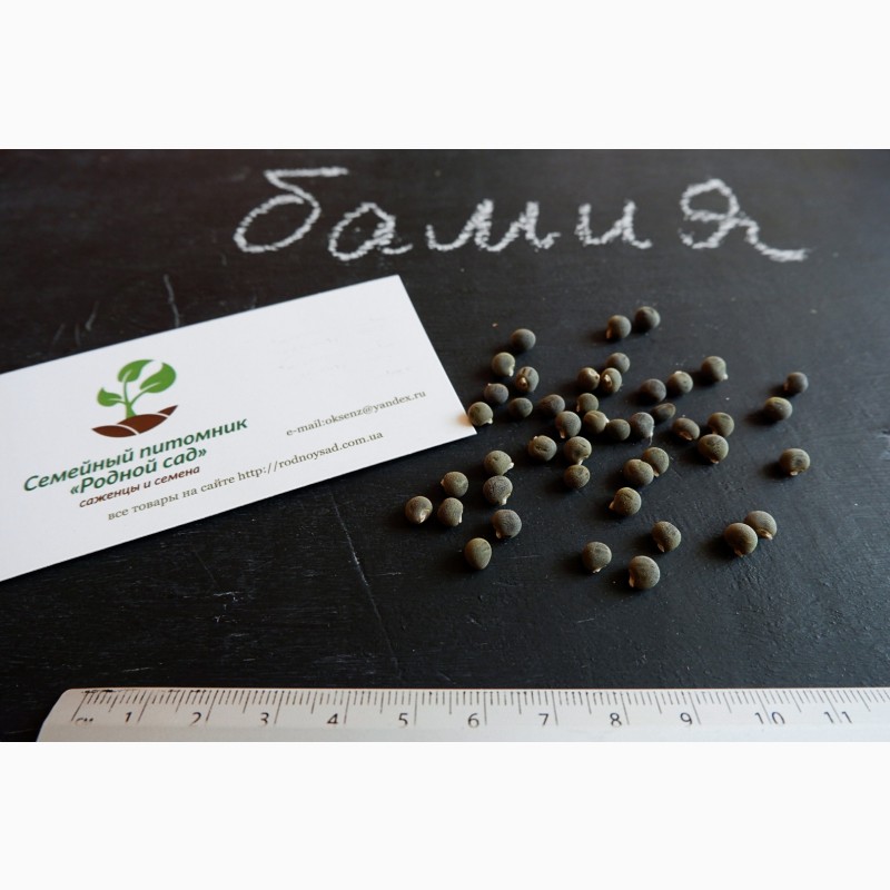 Фото 5. Бамия семена (20 штук) (окра, Абельмош съедобный, гомбо, дамский пальчик)