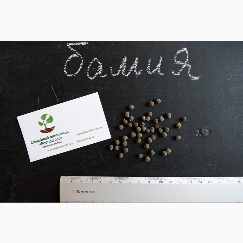Фото 2. Бамия семена (20 штук) (окра, Абельмош съедобный, гомбо, дамский пальчик)
