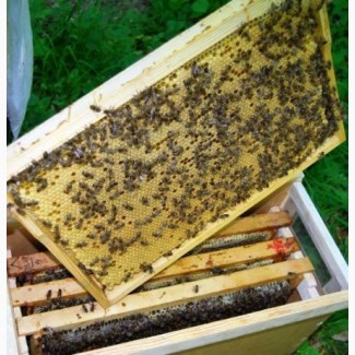 Продам бджолопакети карпатської породи 2019