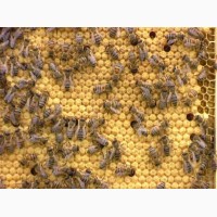 Продам пчелопакеты и семьи местной породы. Апрель-май