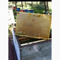 Продам пчелопакеты карпатской пчелы