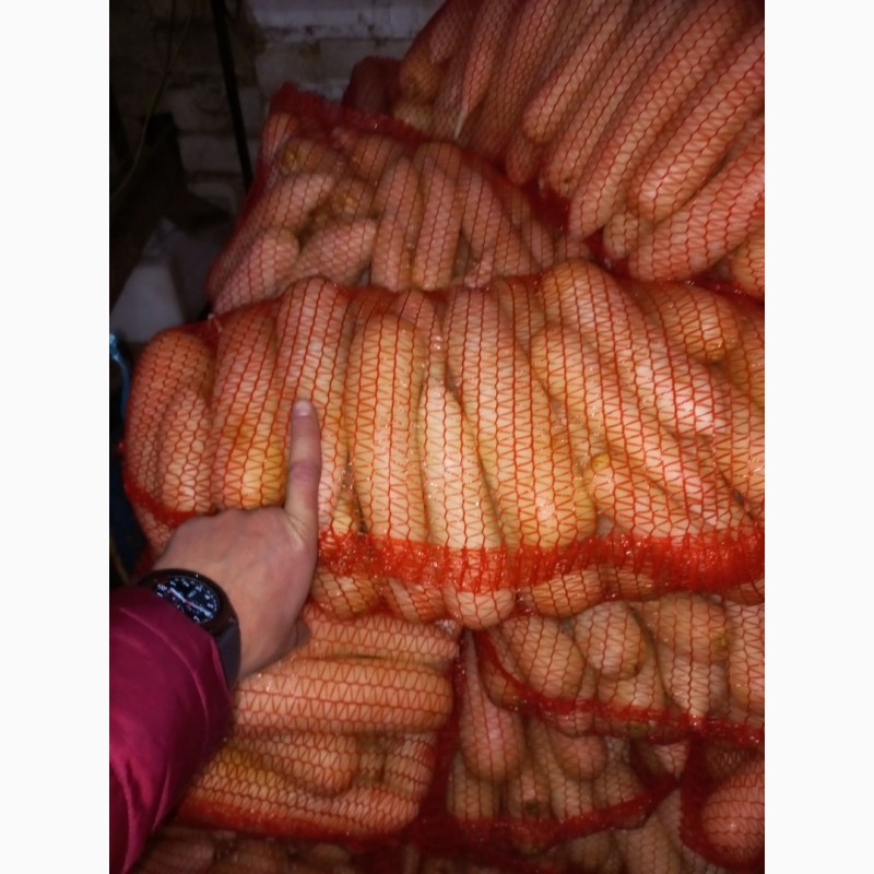 Фото 3. Продам лук белый, желтый и другие овощи с Кыргызтана