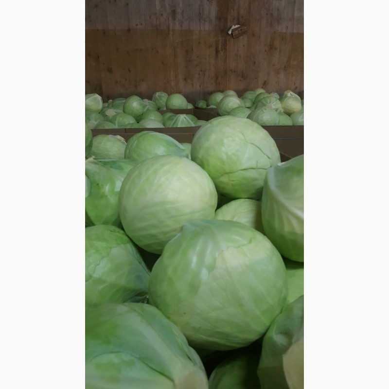 Фото 4. Продам лук белый, желтый и другие овощи с Кыргызтана