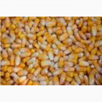 Продам кукурузу на FCA 5000 тн