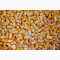 Продам кукурузу на FCA 30000 тн