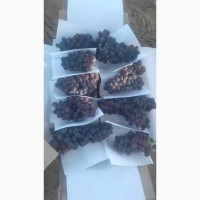 Виноград из солнечного Узбекистана