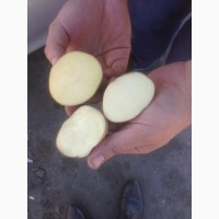 Продам Картофель Картоплю. Сорта Бриз, Королева Анна, Гала