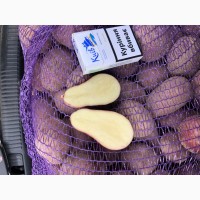Продам Украинский красный картофель сорт Кристина