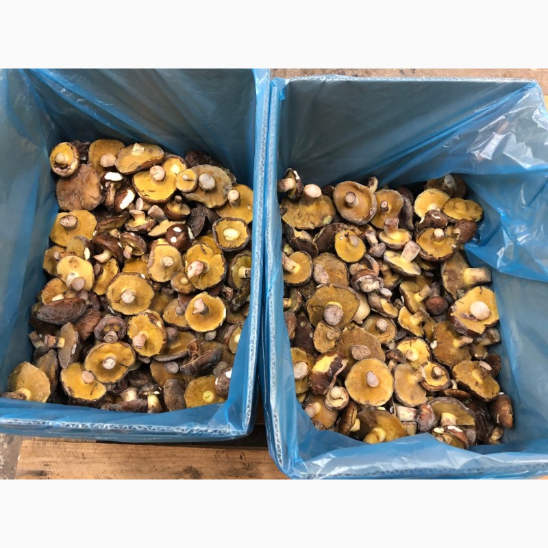 Фото 5. Продам грибы замороженные: белые, маслята