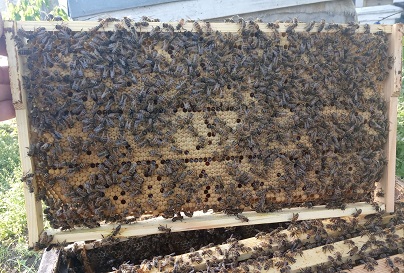 Фото 2. Продам пчелопакеты 5 рамок (435*230 рута) г.Токмак