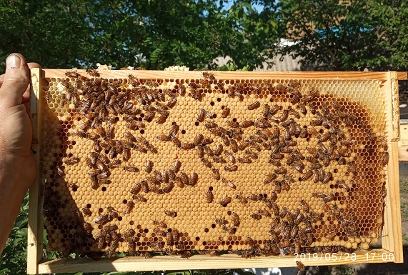 Фото 3. Продам пчелопакеты 5 рамок (435*230 рута) г.Токмак