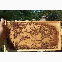 Продам пчелопакеты 5 рамок (435*230 рута) г.Токмак