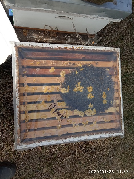 Фото 5. Продам пчелопакеты 5 рамок (435*230 рута) г.Токмак