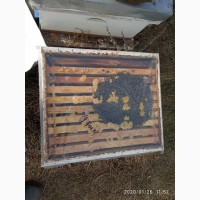 Продам пчелопакеты 5 рамок (435*230 рута) г.Токмак