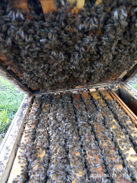 Фото 6. Продам пчелопакеты 5 рамок (435*230 рута) г.Токмак