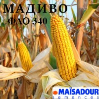 Продаю семена кукурузы. Гибрид французской селекции - Мадиво (ФАО 340), документы