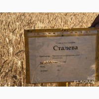 Озимая мягкая пшеница Сталева 1 репрод/ элита