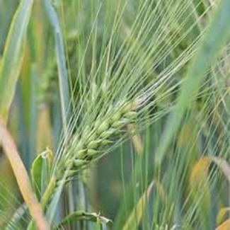 Пшениця озима м #039;яка сорт Манера Одеська