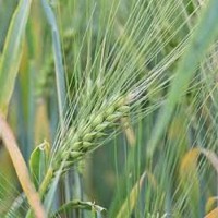 Пшениця озима м #039;яка сорт Манера Одеська