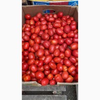 Продам помидор ( некондиция )