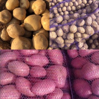 Картофель урожай 2020, от производителя, экспорт