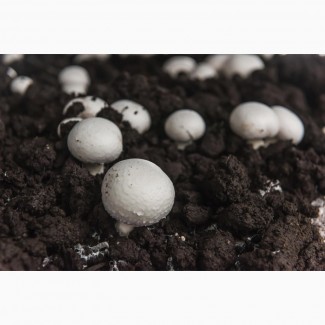 Покровная почва (грибной субстрат) для шампиньонов
